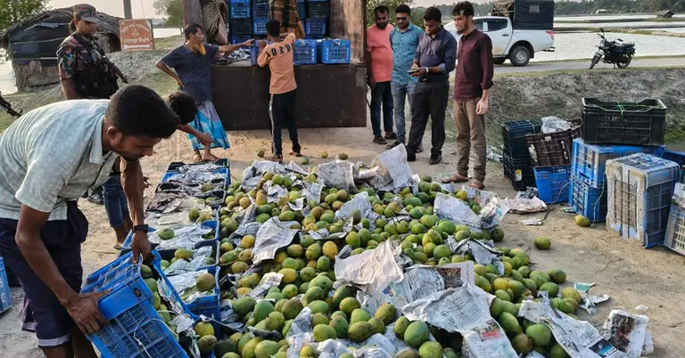 সাতক্ষীরায় অপরিপক্ক আম জব্দ